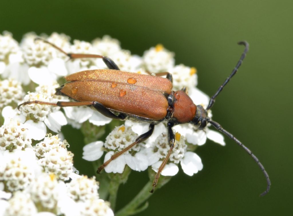 Stictoleptura rubra - Cerambycidae
